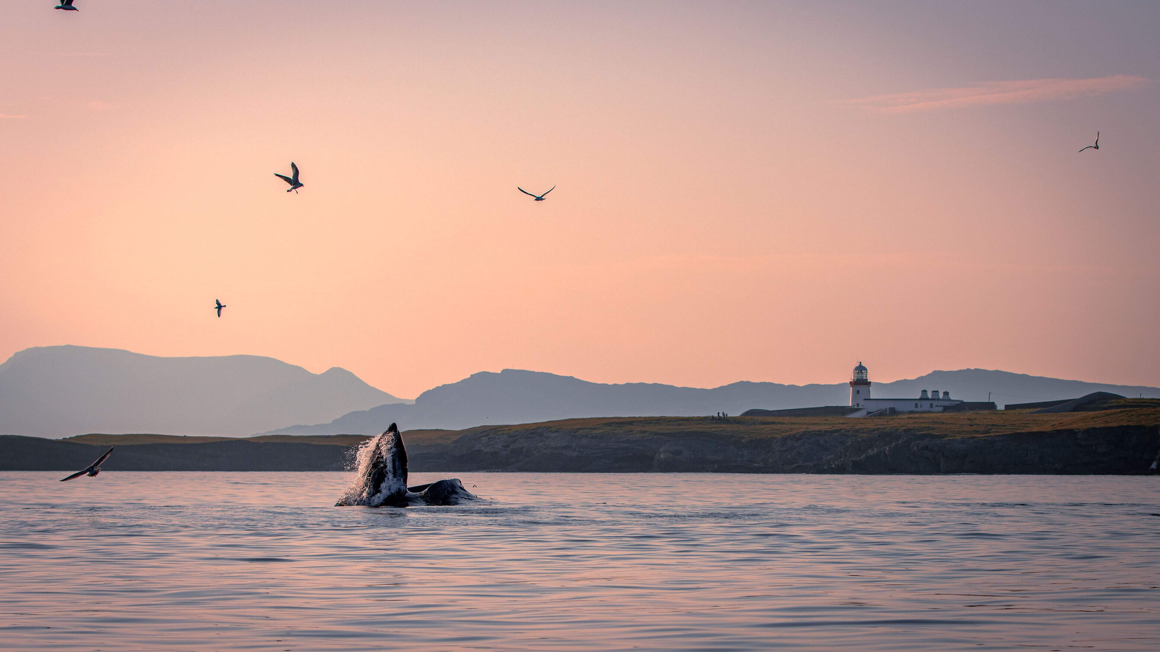 Cliffoney man scoops top prize for humpback whale photograph in Donegal Bay